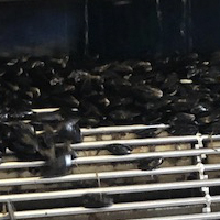 La culture des moules de bouchot à Pénestin