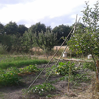 L’apiculture de zone humide en Basse-Loire