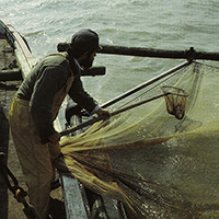 Les pêches traditionnelles en Basse-Loire aval