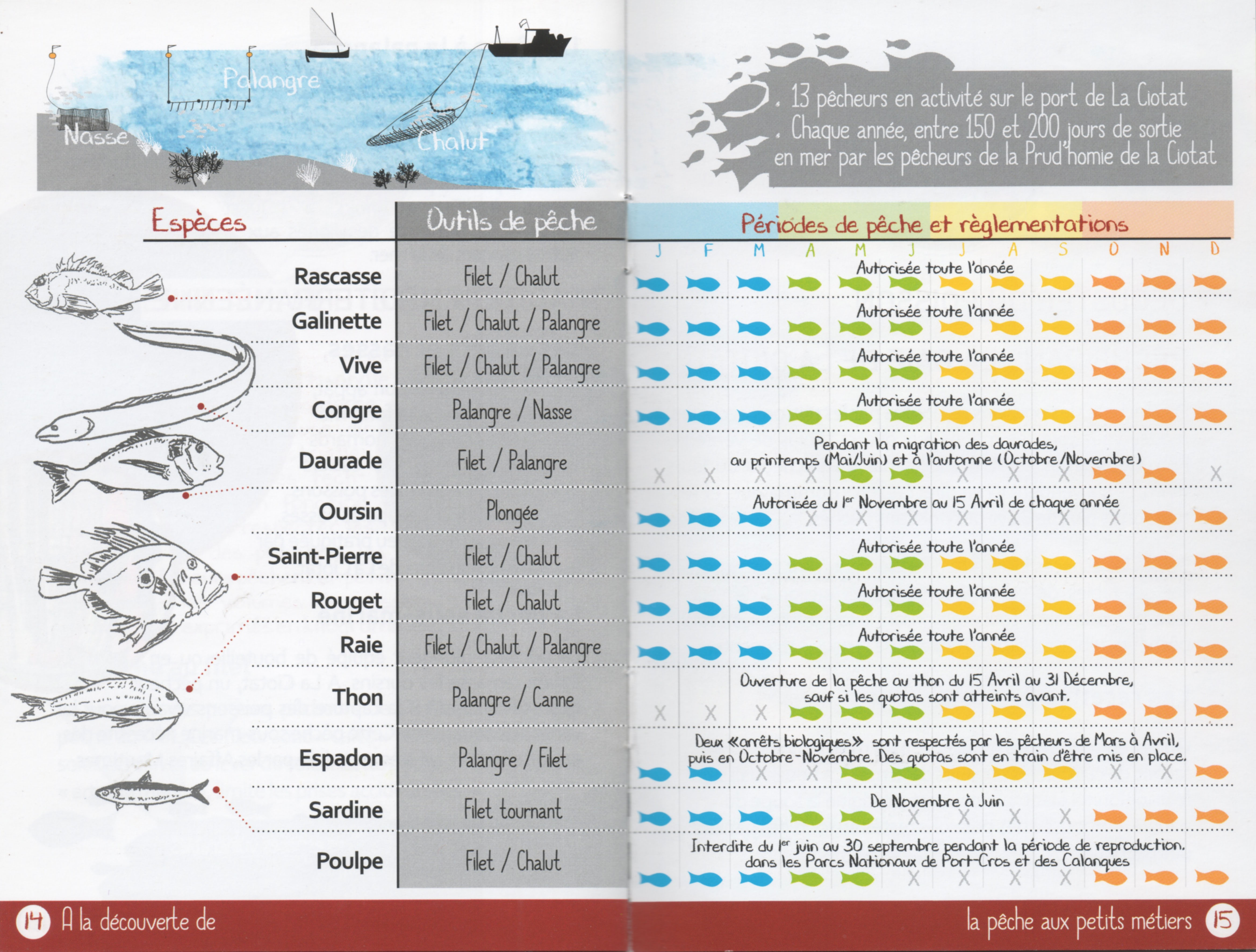 Calendrier de pêche pour la prud'homie de La Ciotat, sur un document de vulgarisation. Il est issu directement des règlements nationaux et européens. (doc. A la découverte de la pêche aux petits métiers de La Ciotat. Bibliographie)