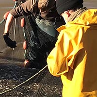 Les savoirs, savoir-faire et pratiques sociales liées à la pisciculture dans les étangs de la Brenne