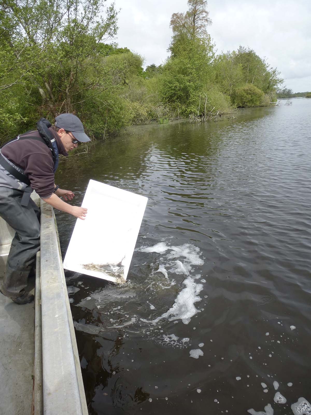 Repeuplement en civelles sur l’Erdre, cofinancé par l’ADAPAEF 44 © Anatole Danto.