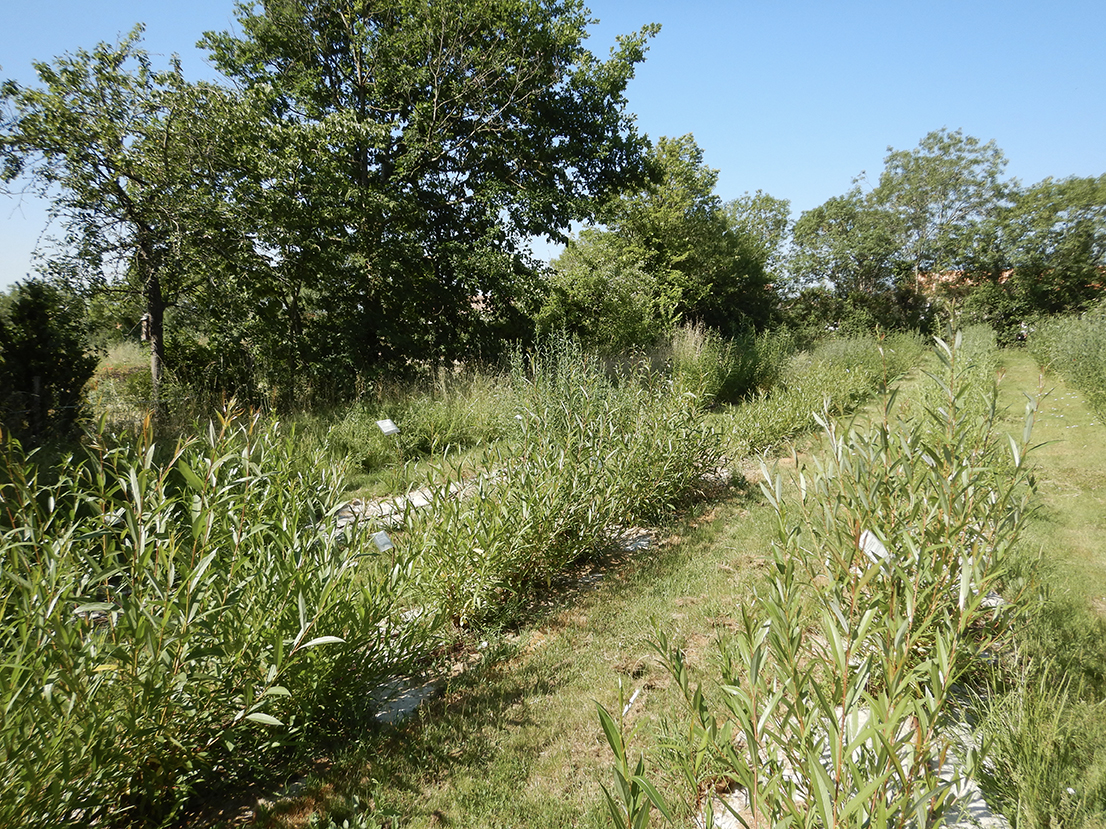 Différentes variétés d’osier au sein de l’oseraie conservatoire d’Anetz Environnement © Jules Danto.