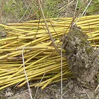 Les pratiques traditionnelles des pêcheurs aux engins et aux filets de Loire-Atlantique