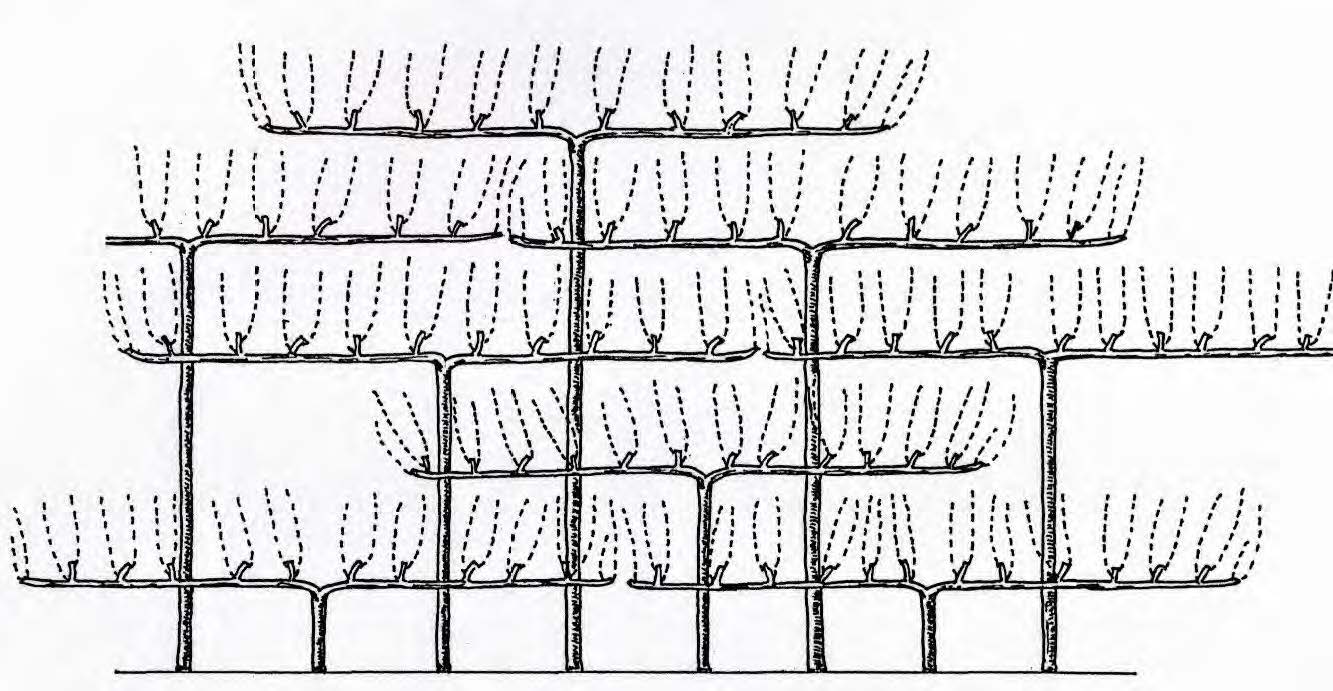 Cordons système Thomery (début 19e siècle), forme utilisée pour la vigne