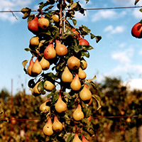 L'art de l'espalier : tailles de formation et de fructification