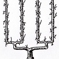 L'art de l'espalier : tailles de formation et de fructification