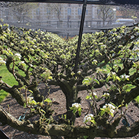 L'art de l'espalier : tailles de formation et de fructification