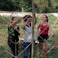 L'art de l'espalier : tailles de formation et de fructification