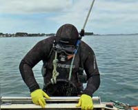 La pêche à la palourde dans le golfe du Morbihan