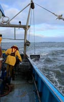 La pêche à la palourde dans le golfe du Morbihan