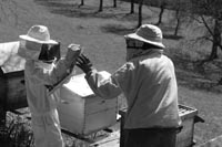 Les savoirs de l’apiculture dans le massif des Bauges